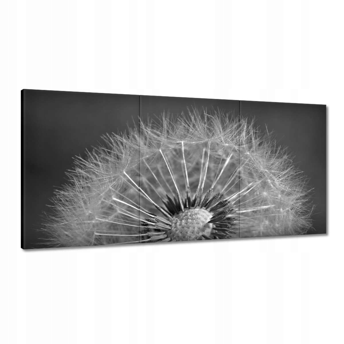 Obrazy 180x90 Púpava Kvet Kvety