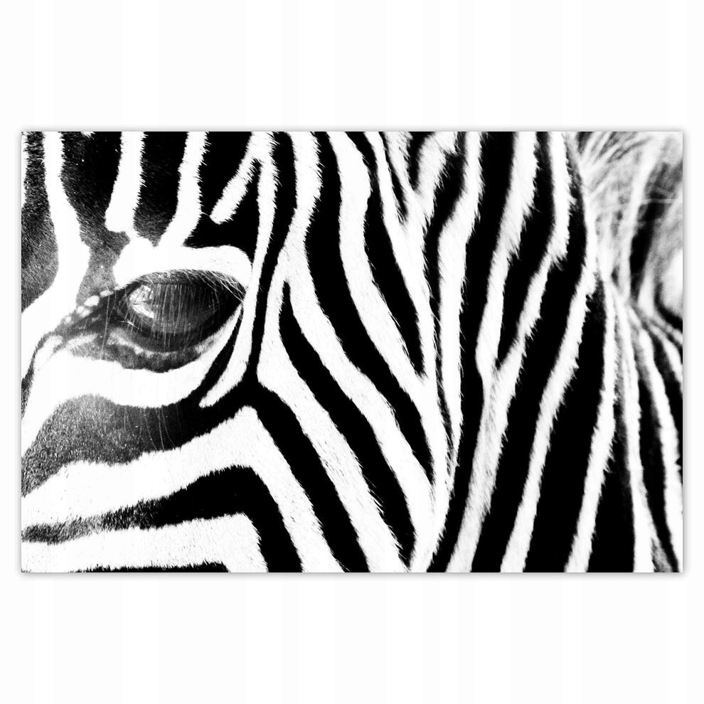 

Plakat 93x62 Zebra Paski