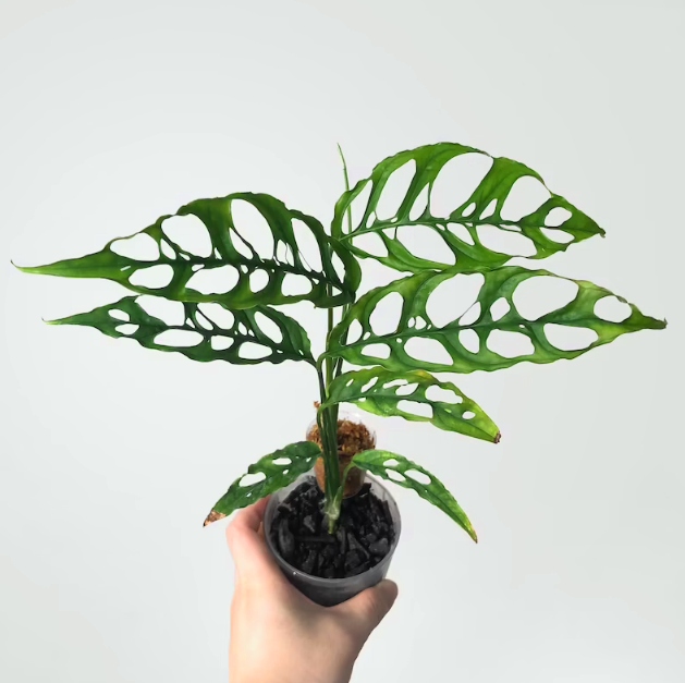 Monstera Obliqua Peru - kolekcjonerska
