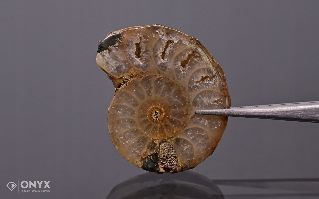 Amonit z Madagaskaru nepravidelný 29x24 mm