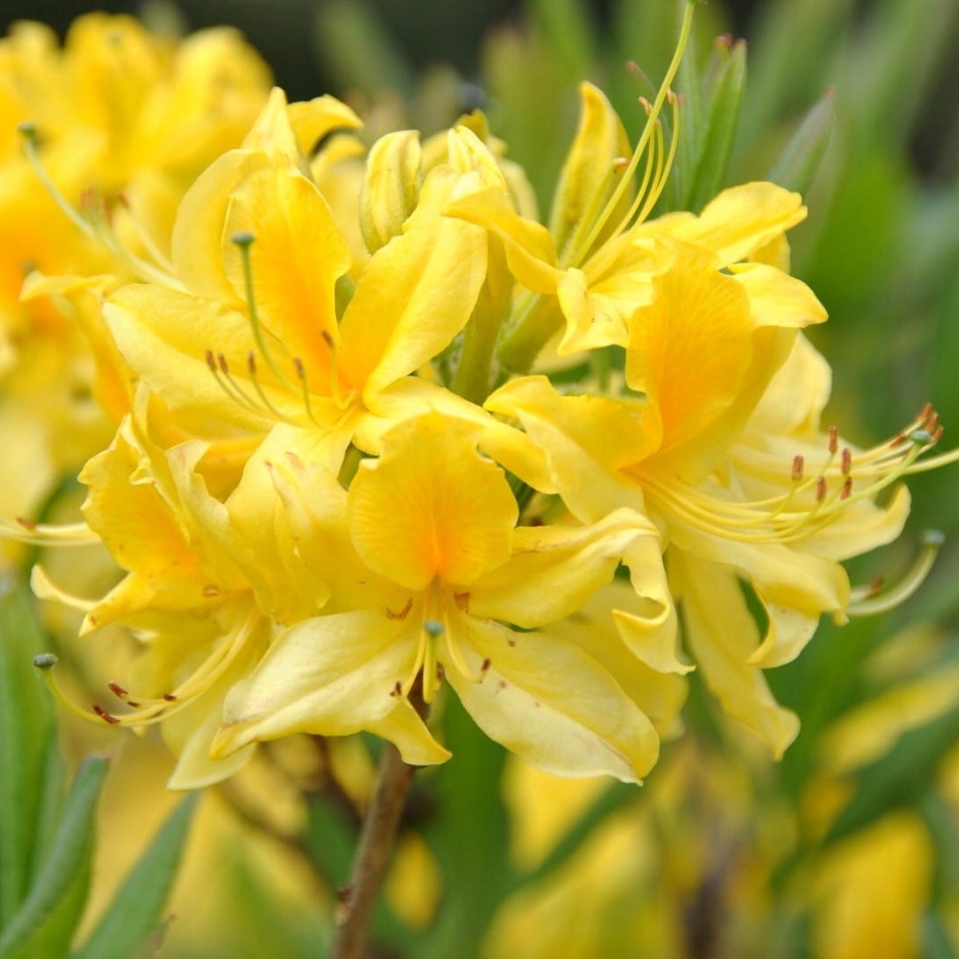 Azalia PONTYJSKA ŻÓŁTA pachnąca (azalia,piękna,niepowtarzalna) • Cena