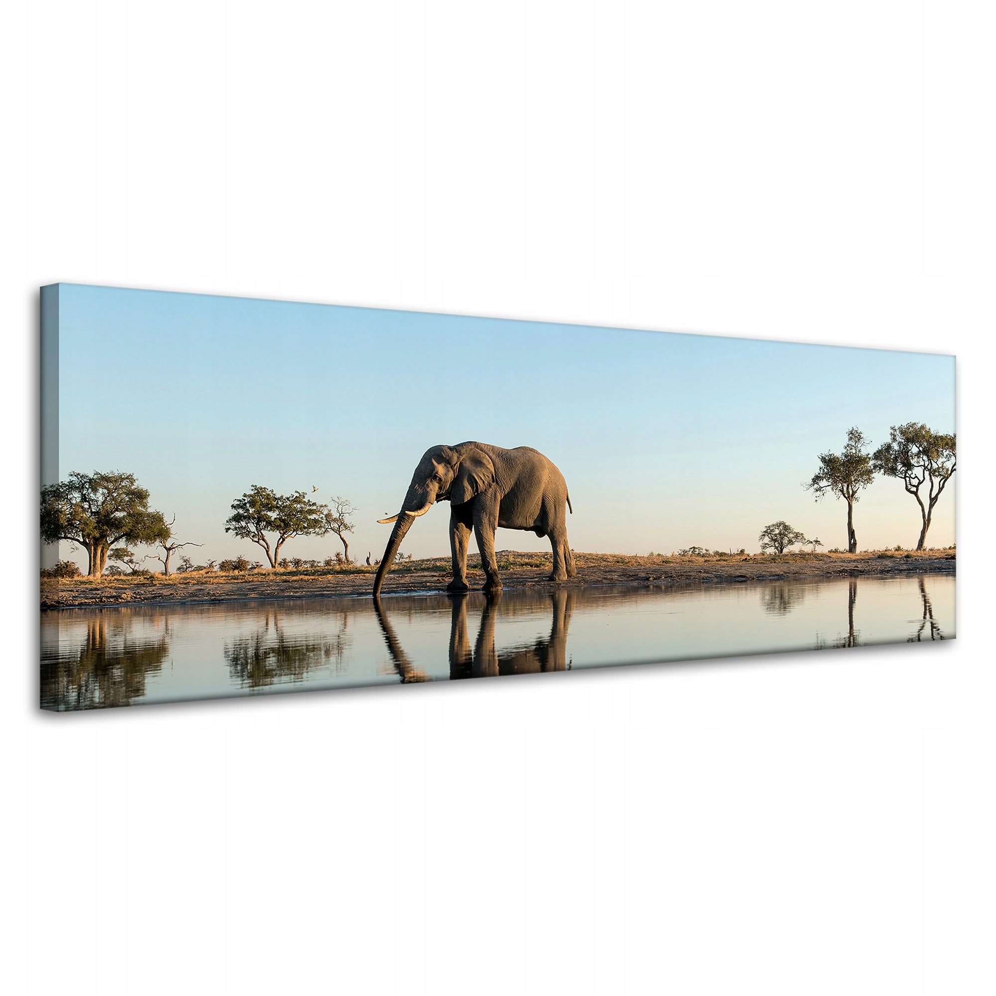 Obraz na plátně Slon pijící vodu v přírodním prostředí 120x40 cm