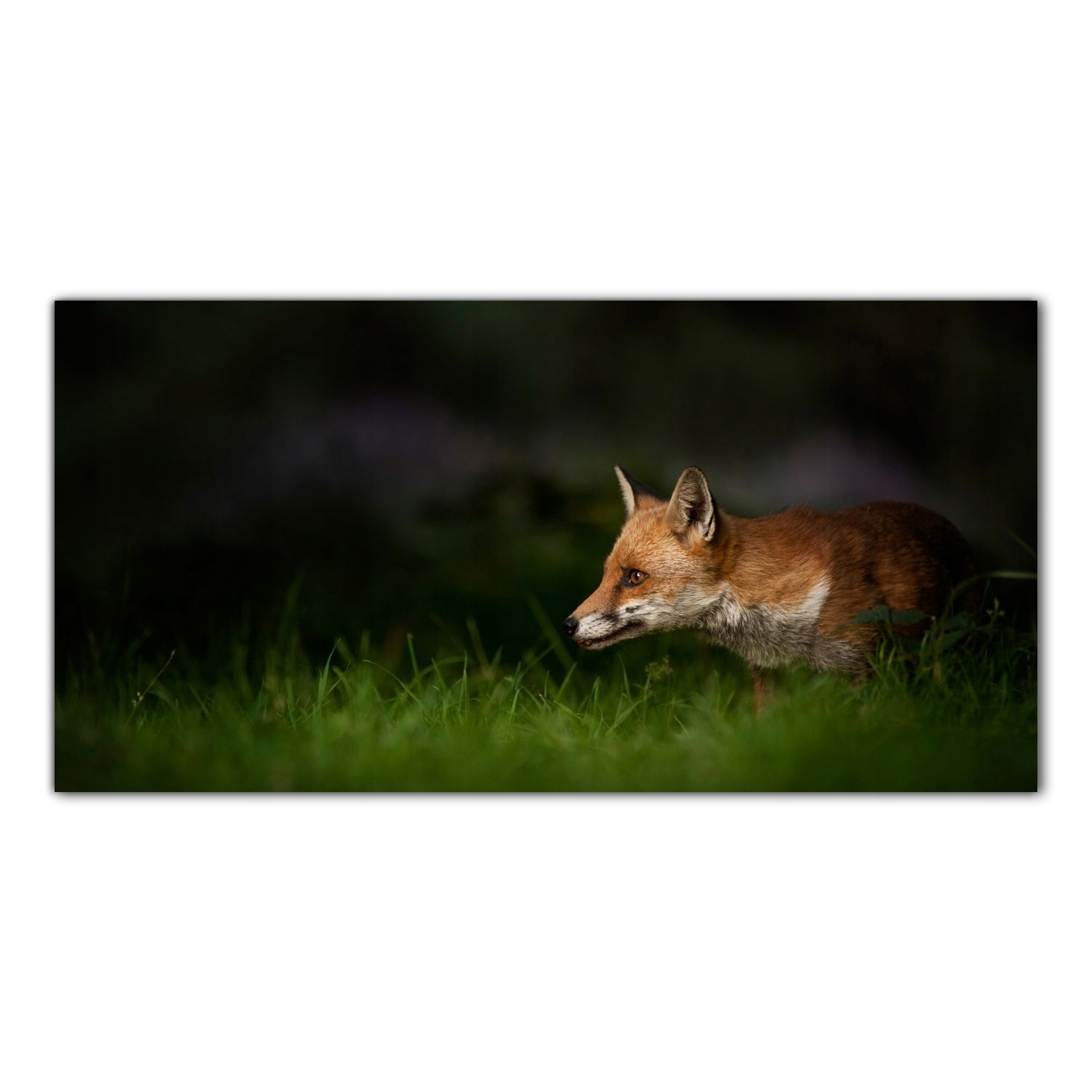 

Obraz Szklany Foto-obraz Lis Zwierzę Natura 120x60