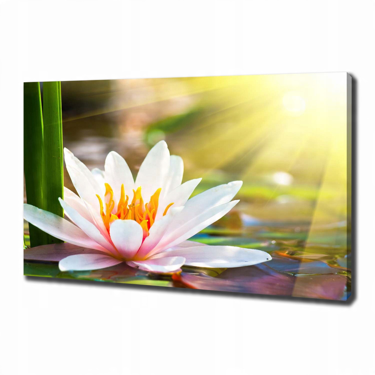 

Foto obraz canvas na ścianę Lilia wodna 100x70 cm
