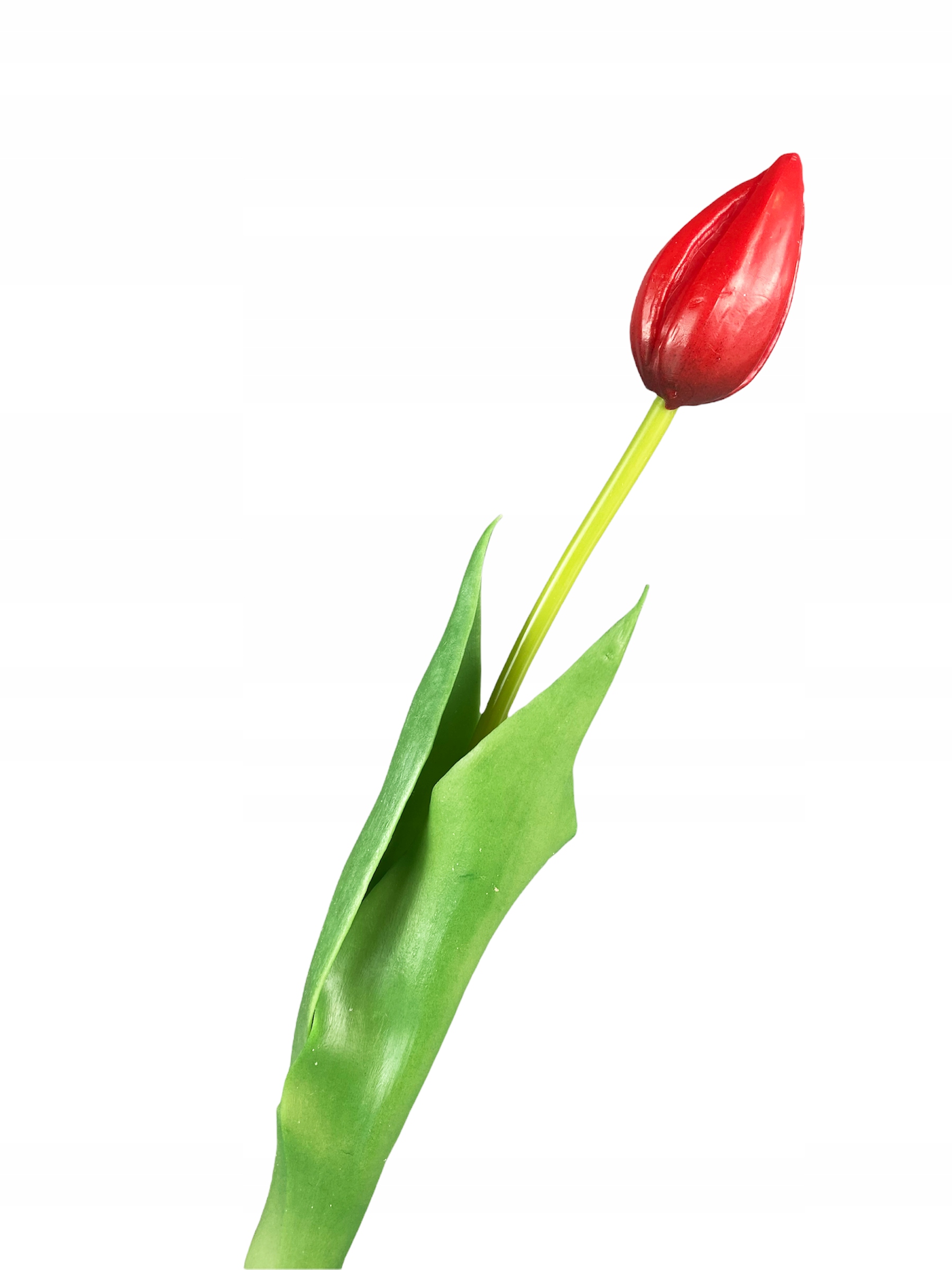 

Tulipan Gumowany Tulipany jak Żywe Kwiaty Czerwony