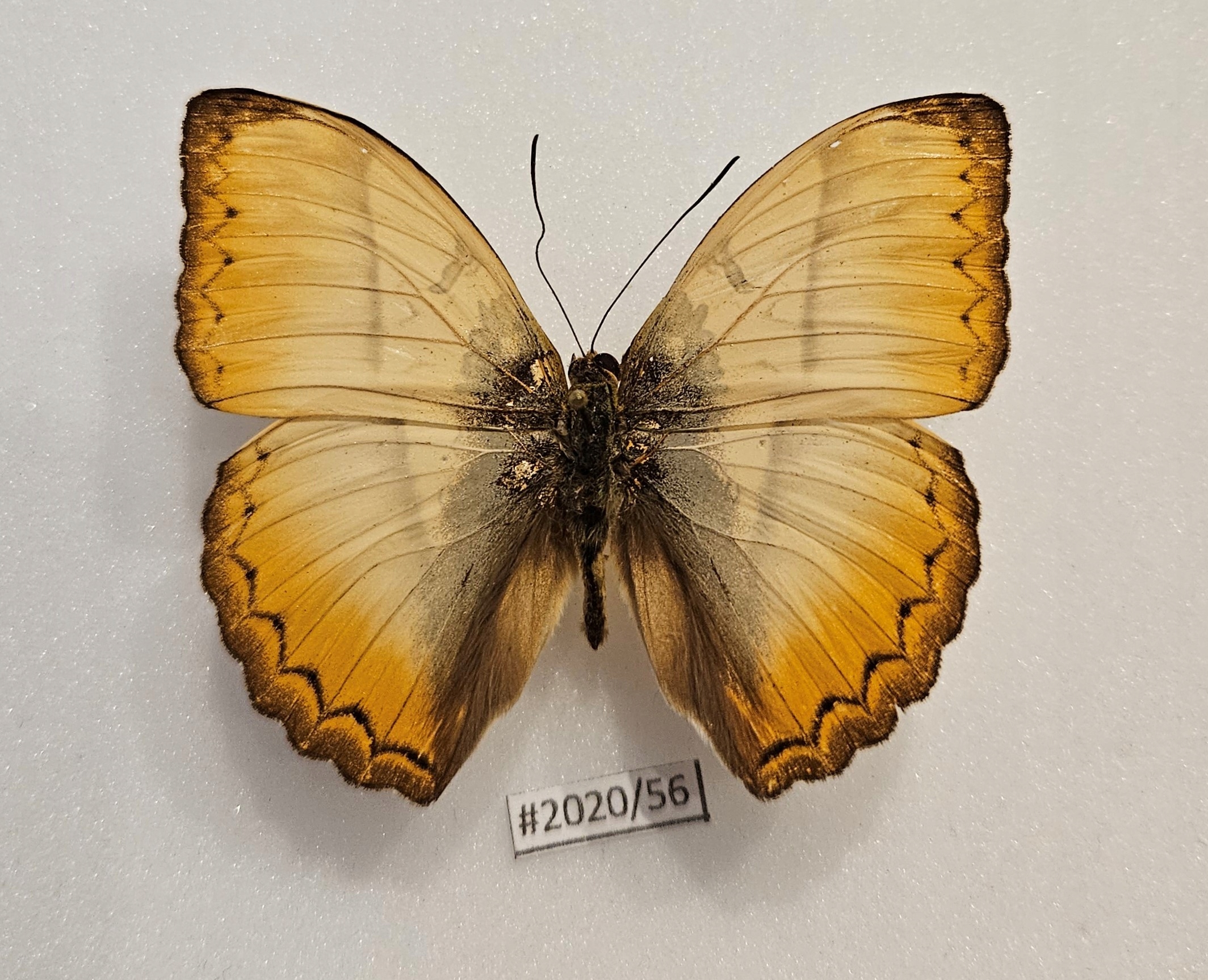 Motyl Motyl Cymothoe reinholdi samiec .