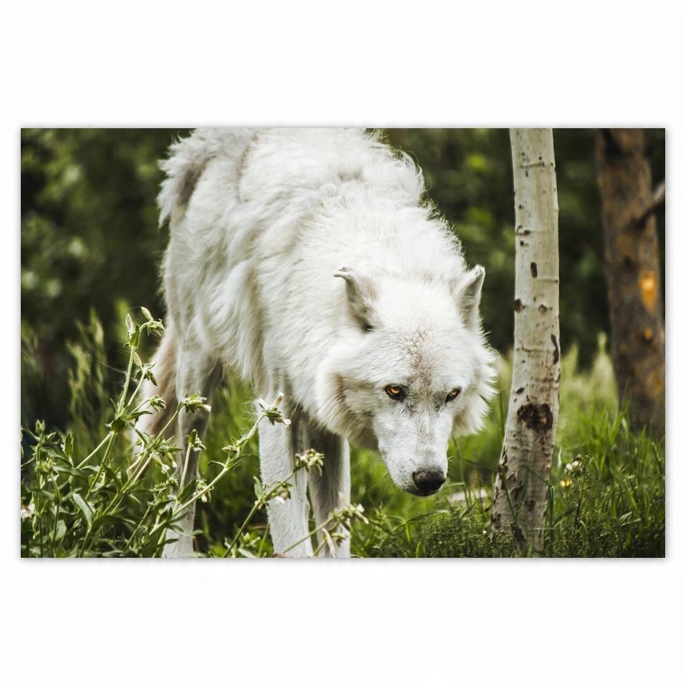 

Plakaty 60x40 Wilk Wilki Wolf