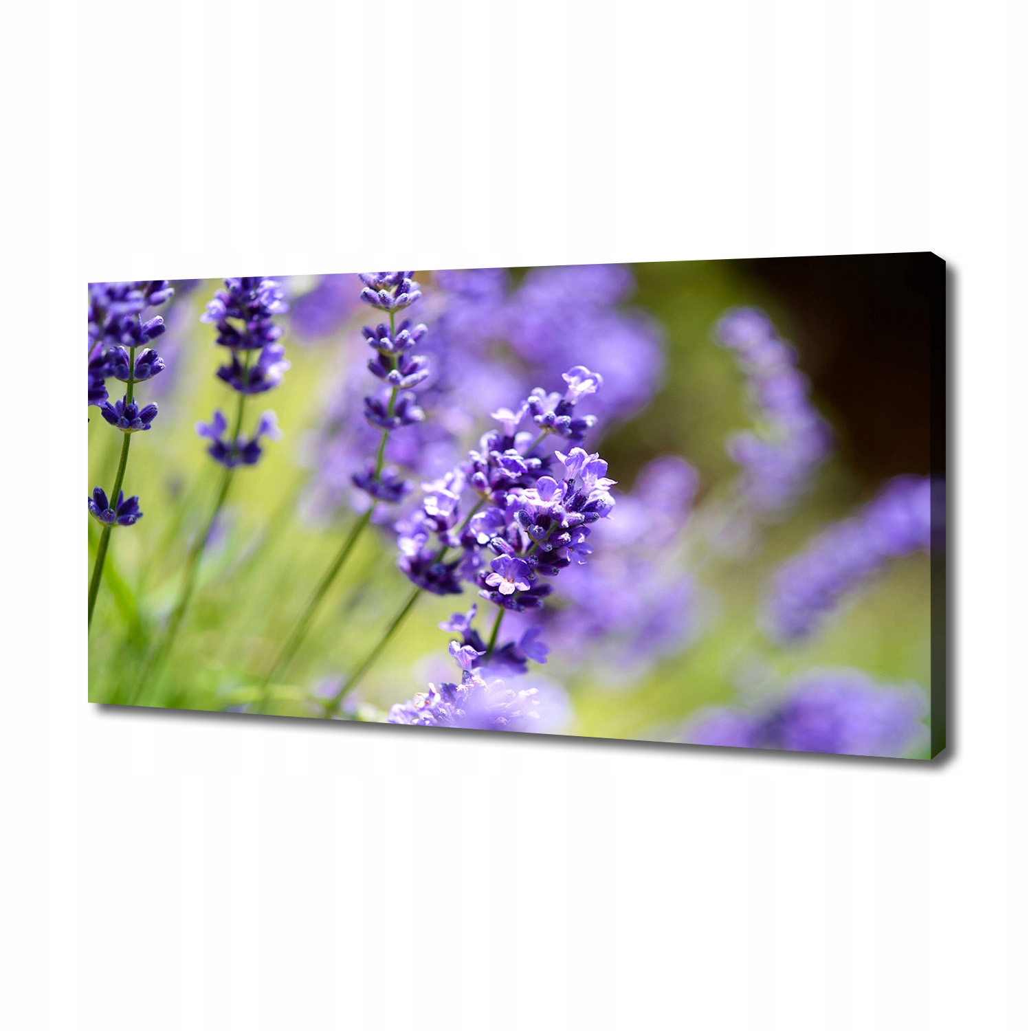 Fotoobraz canvas na zeď Levandule 140x70 cm