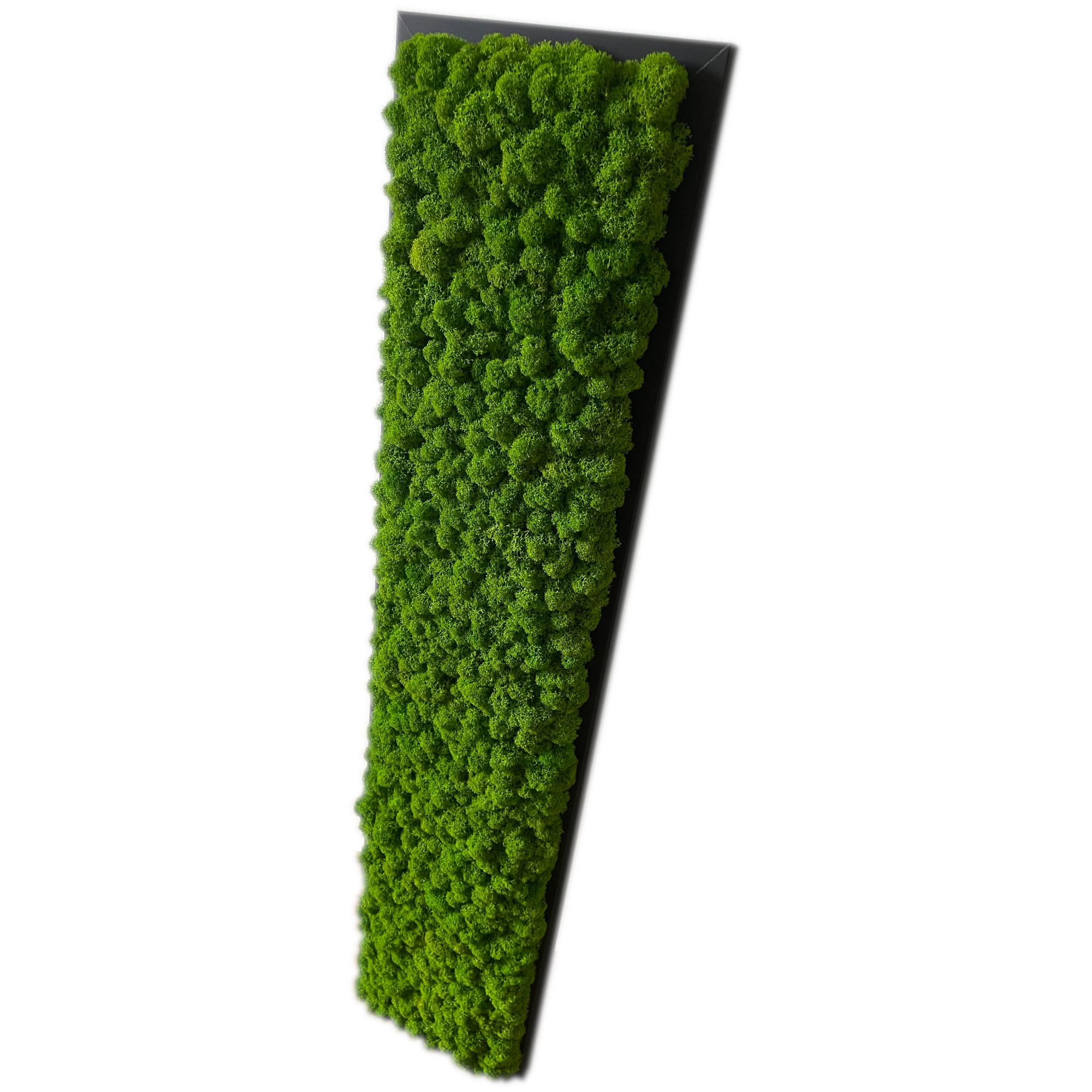 Mech Chrobotek Přírodní Obraz z Mechu Dekorace