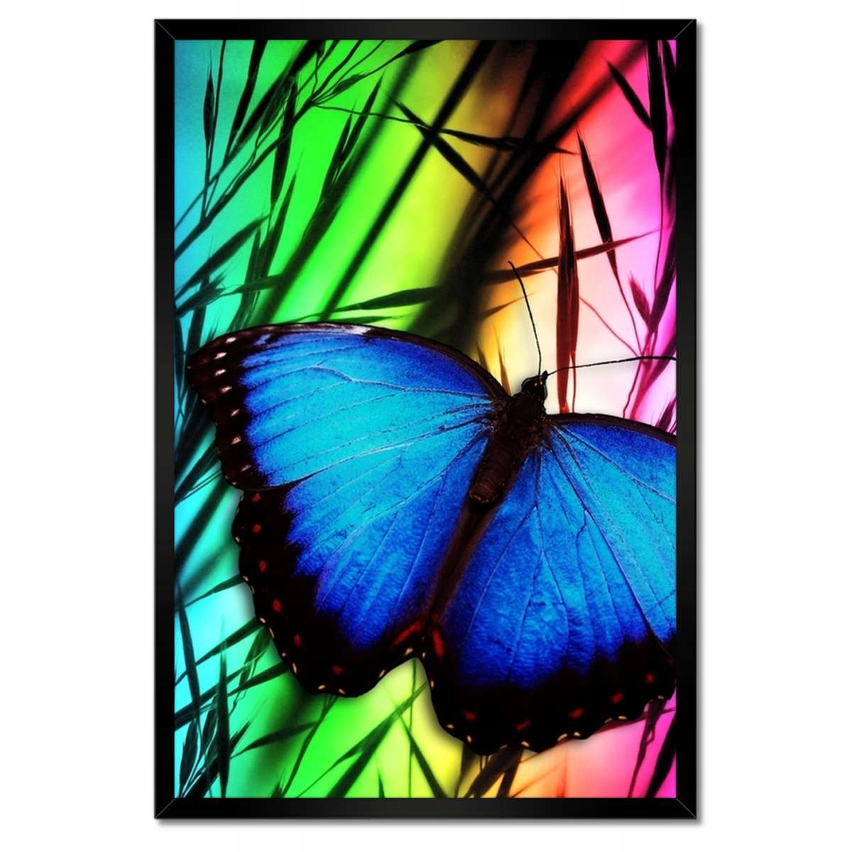 Plakáty v rámu 40x60 Modrý motýlek