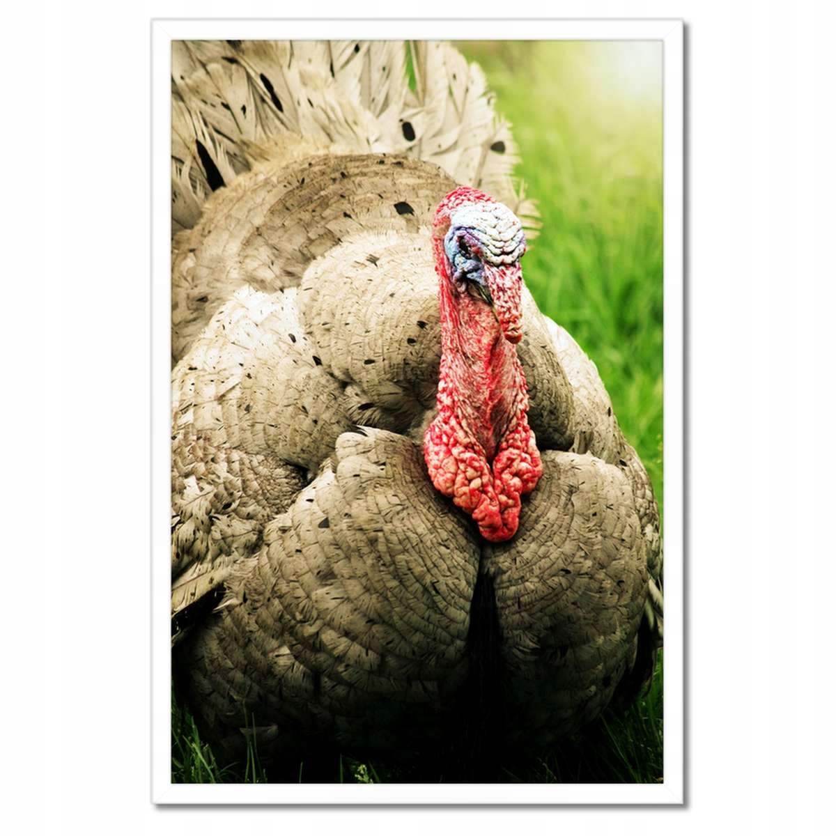 Plakáty v rámu 40x60 Krůta svátek Usa