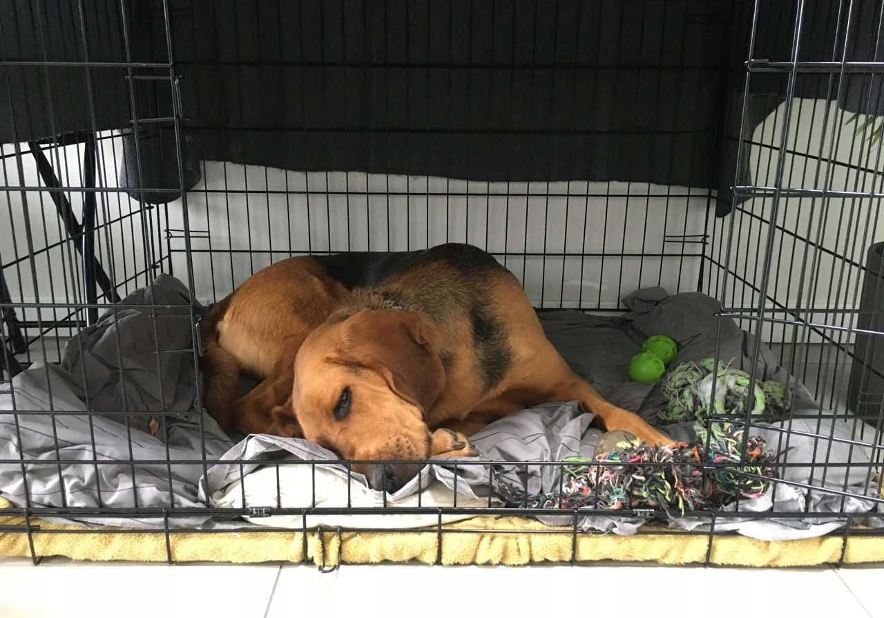 DUŻA KLATKA KOJEC dla PSA PSÓW 106x71x81 cm XXL Wielkość psa duży pies