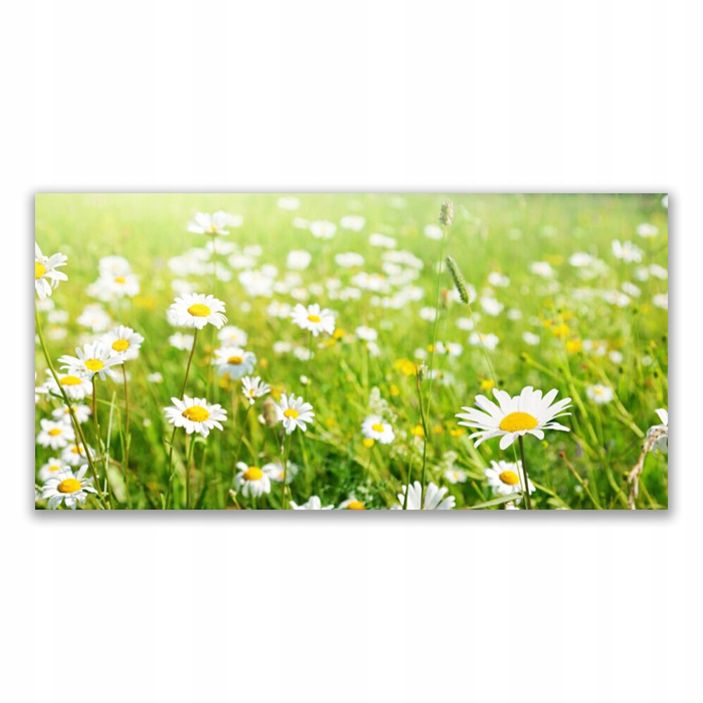 

Obraz akryl ścienny 120x60 Łąka Stokrotki Natura