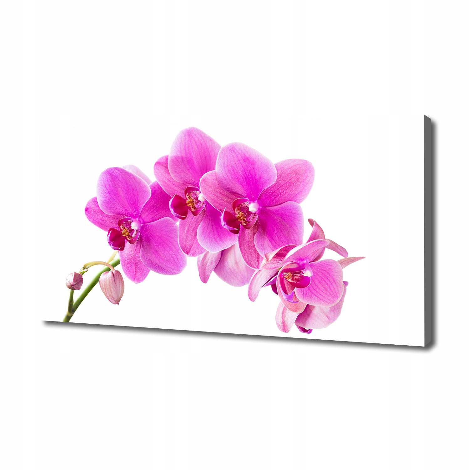 

Foto obraz na płótnie Różowa orchidea 140x70 cm