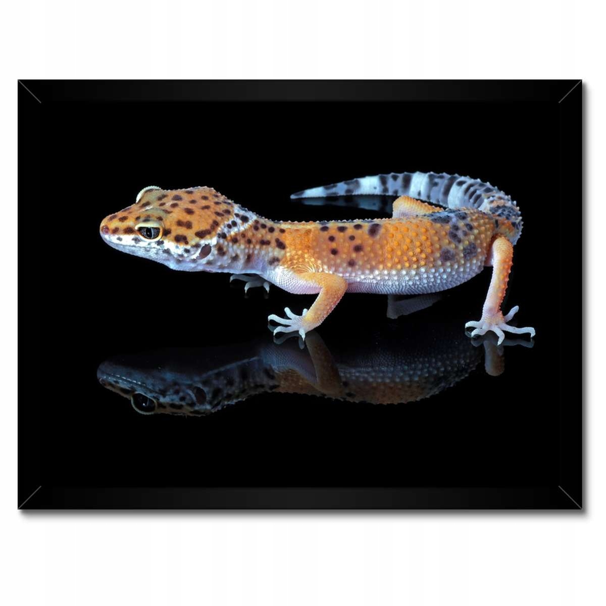 Plakáty v rámu 40x30 Gekon leopardí plazi