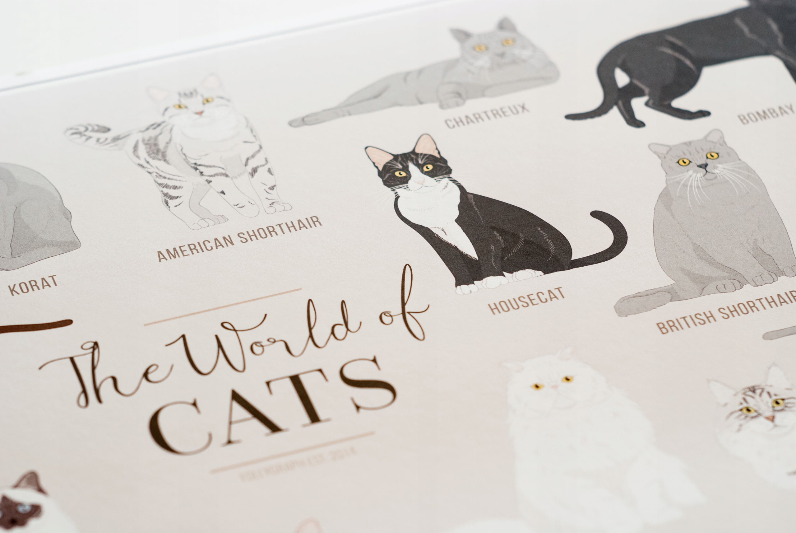 Plakat Koty Rasy - The World of Cats Wysokość produktu 59.4 cm