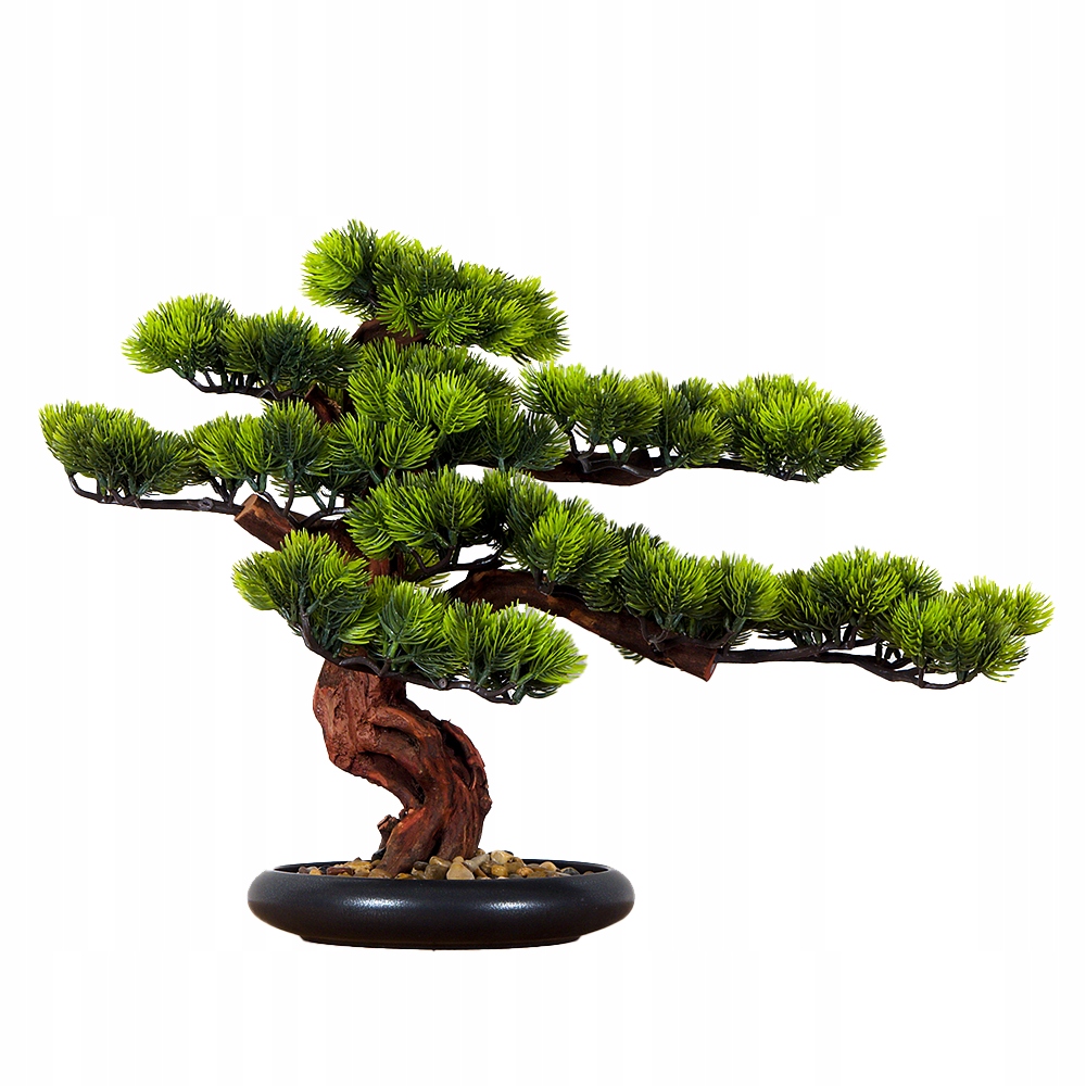 Izbová dekoratívna bonsai Borovica (PN-5)