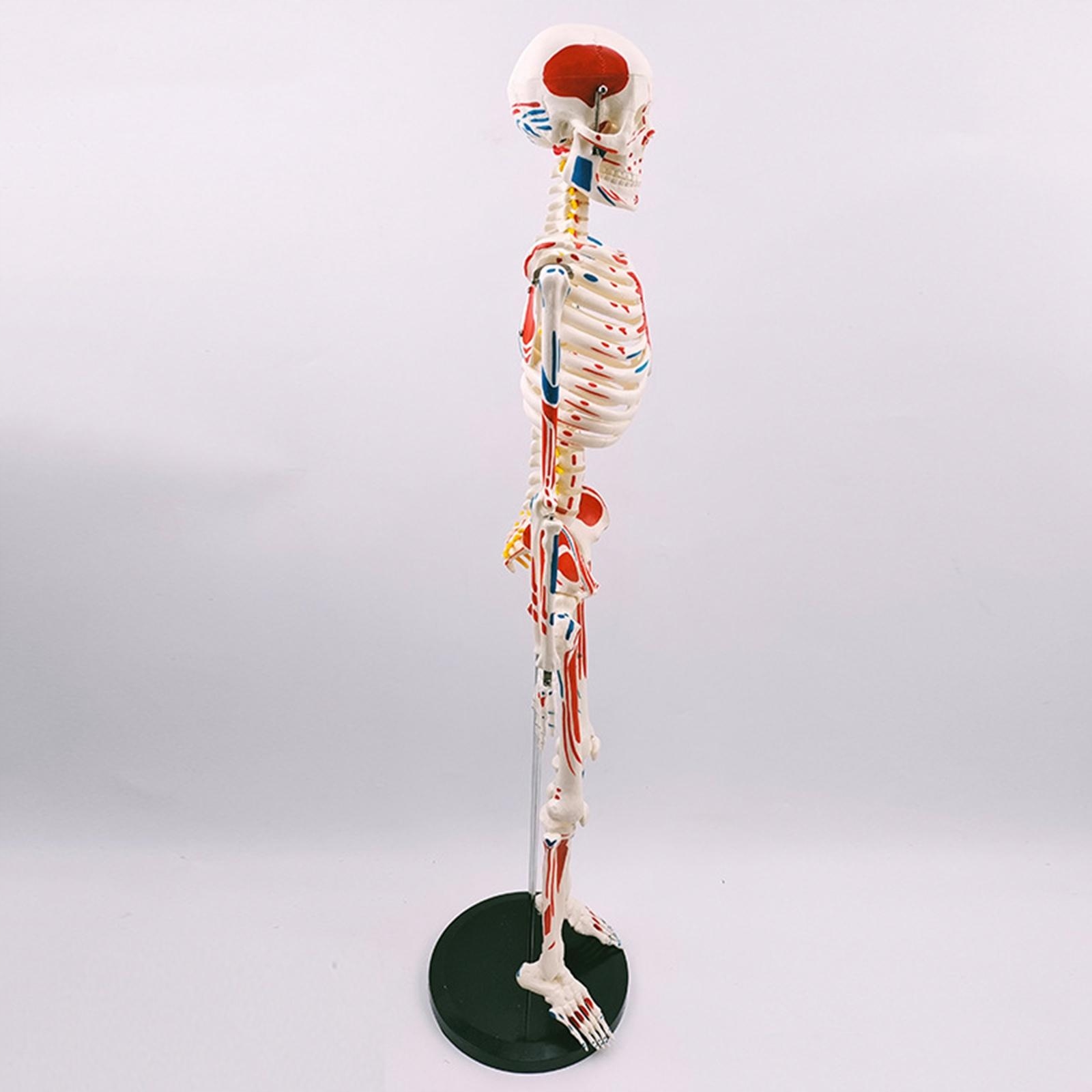 33andquot; Model for Children Human Anatomy Study Model skeleton Model