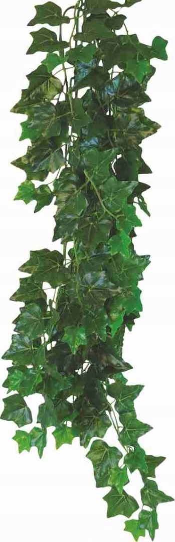 Levně Rostlina do terária Hedera Helix Happet 70cm