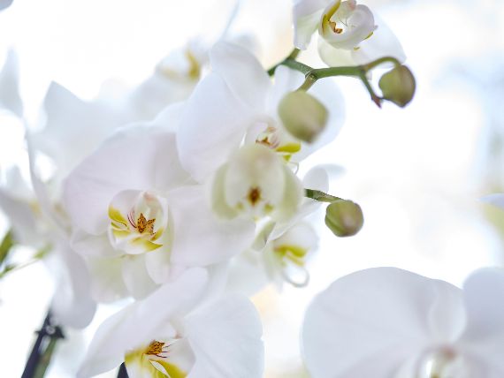 COMPO NAWÓZ ODŻYWKA PŁYN DO STORCZYKÓW ORCHIDEI Pojemność 0.25 l