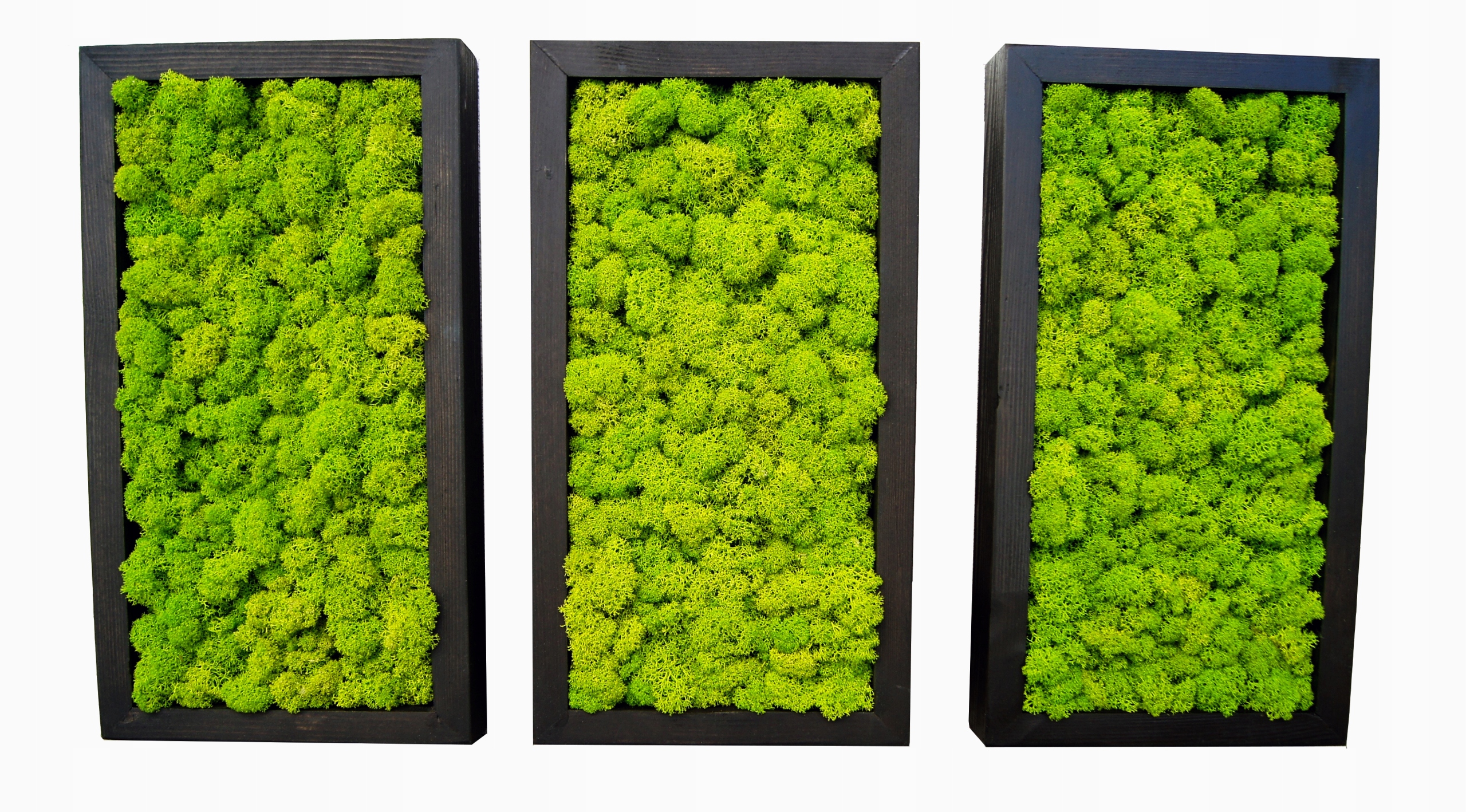 Obrazy 3 trzy ramy mech chrobotek 20/37cm