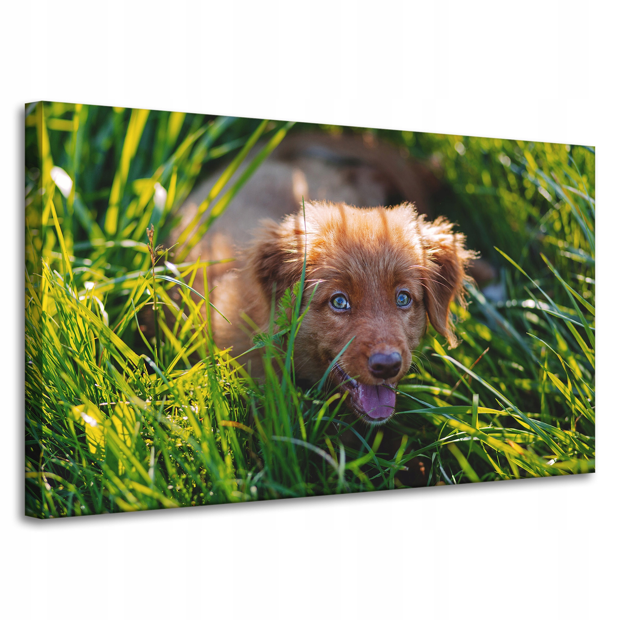Obrazy na plátně Zvířata Pes v trávě 100x60