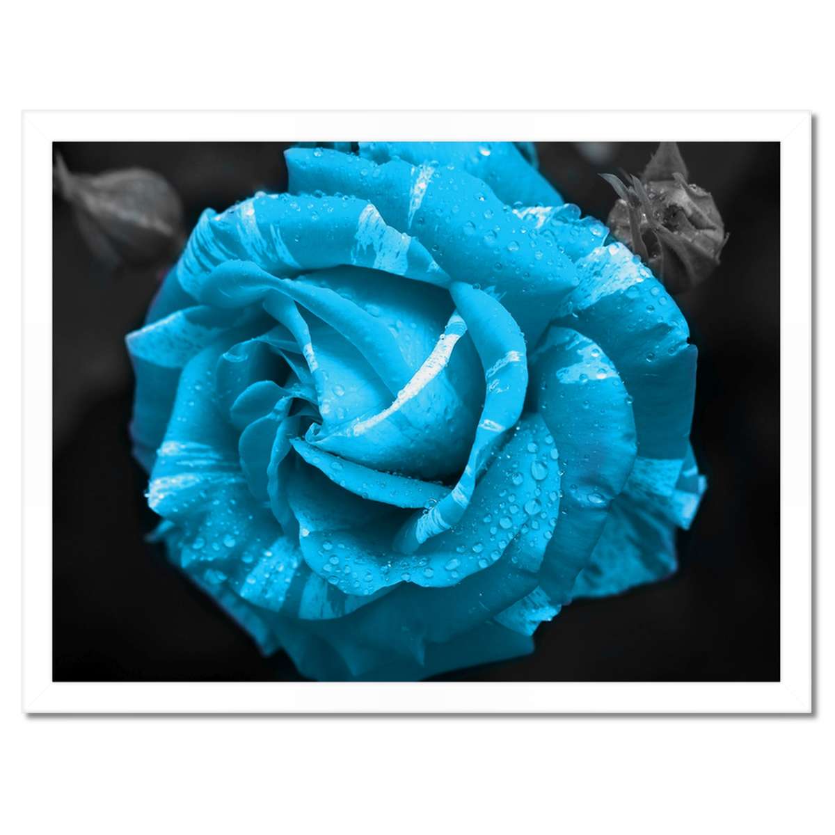 Plakáty v rámu 40x30 Tyrkysová růže Květina