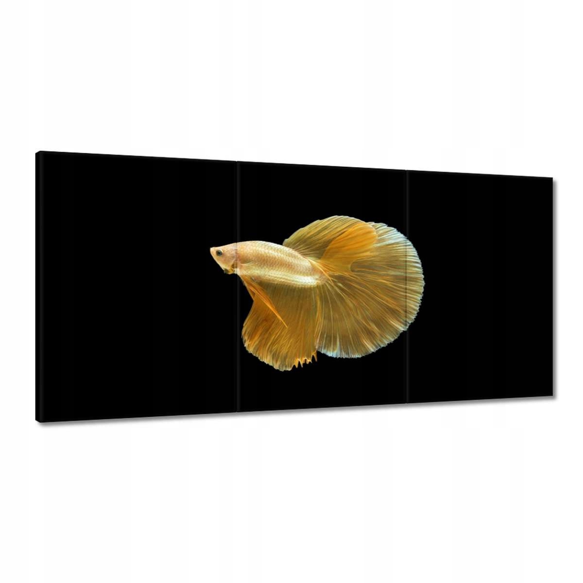 Obrazy 180x90 Zlatá siamská ryba