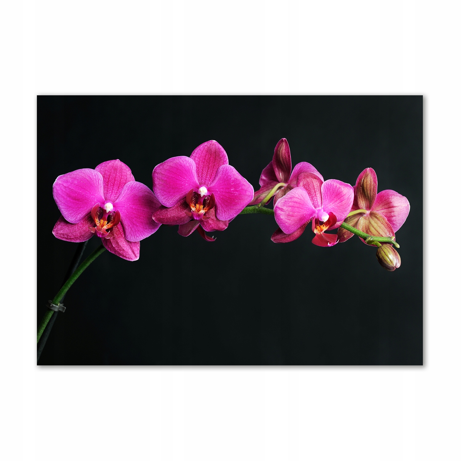 

Foto obraz szkło hartowane Orchidea 100x70