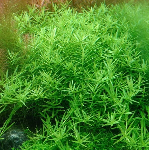 Rotala sp. Green In Vitro Kubek 10cm Roślina Do Akwarium