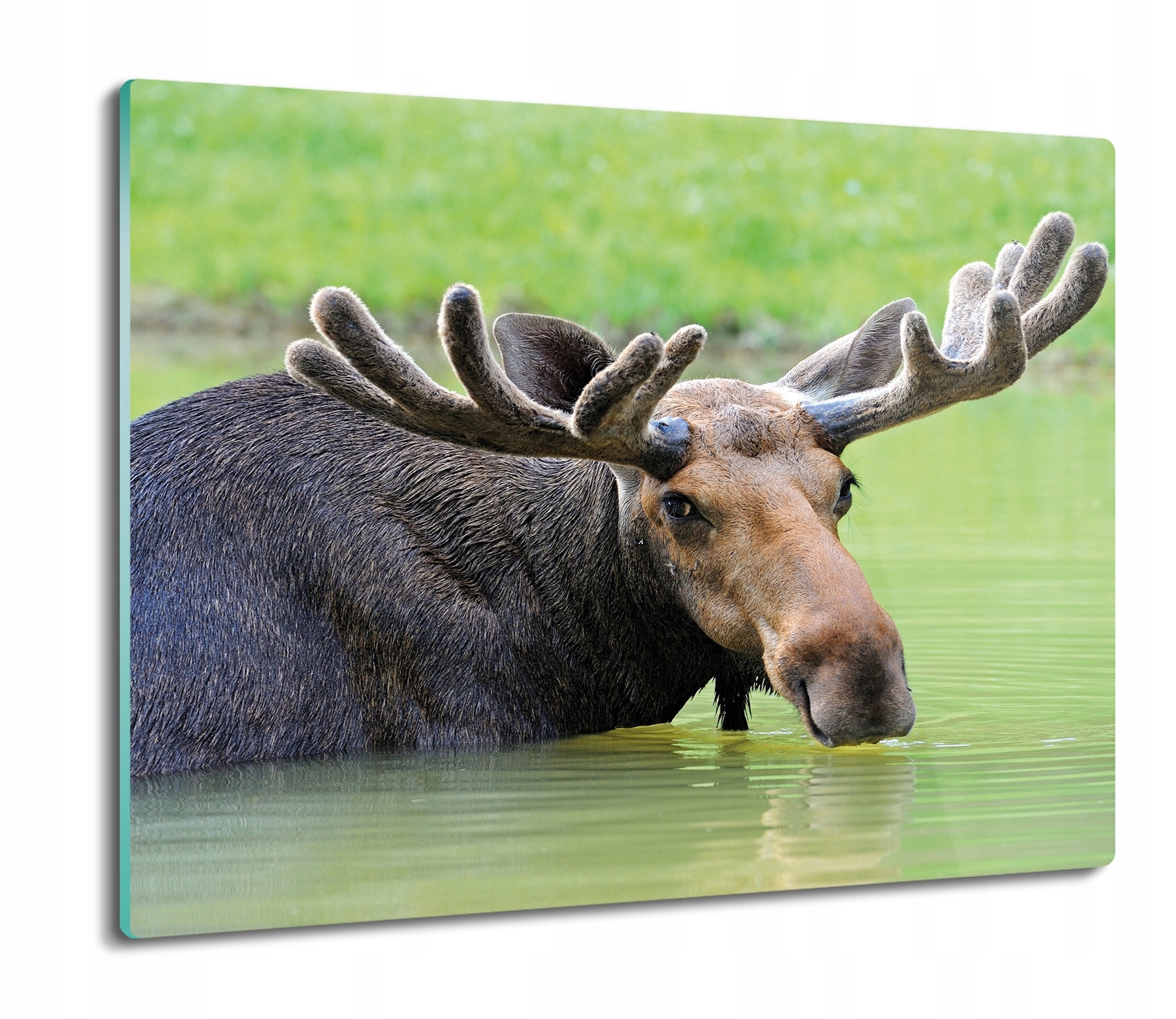 

Pływający łoś 60x52 deska na blat kuchenny szklana