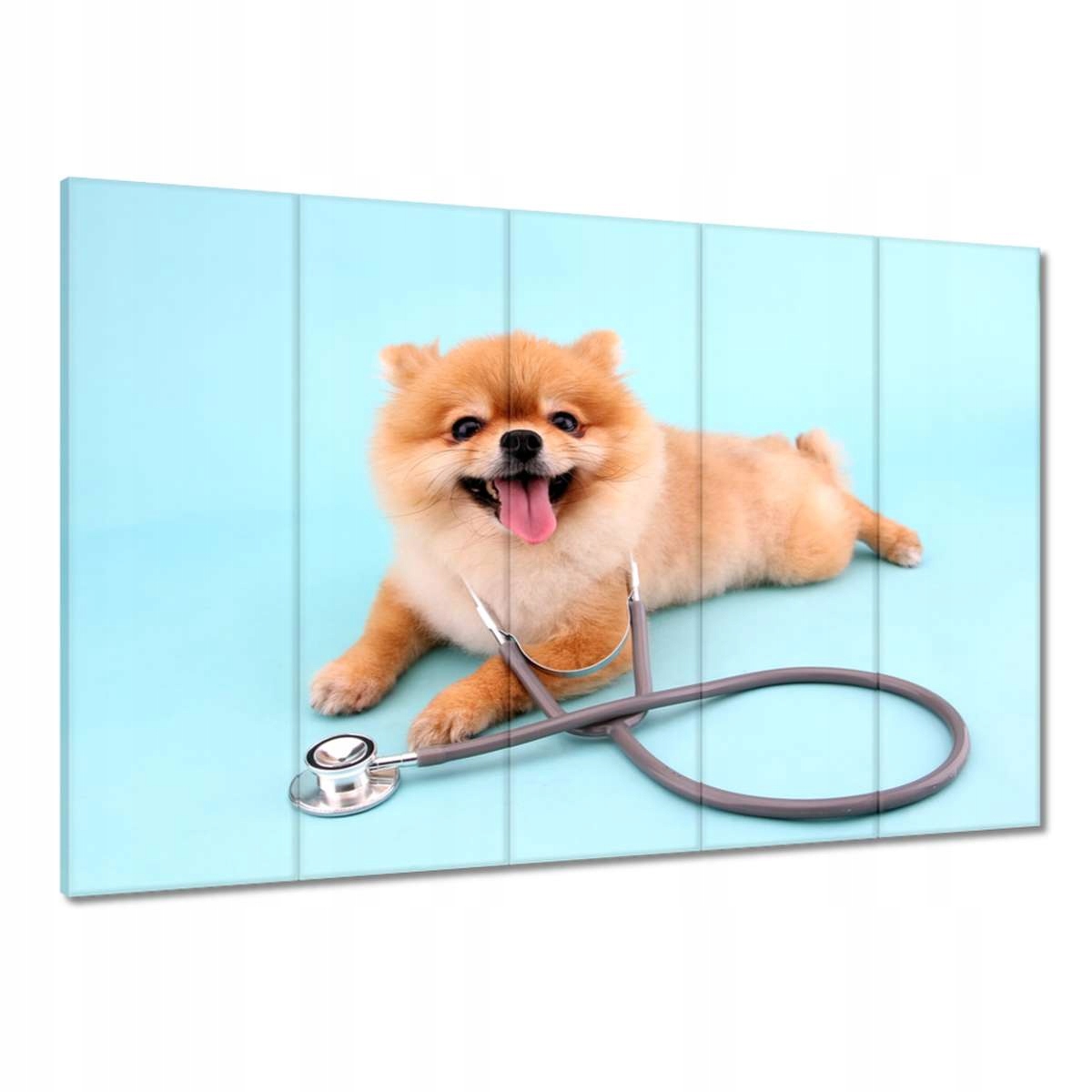 Obrazy 100x70 Pes se stetoskopem