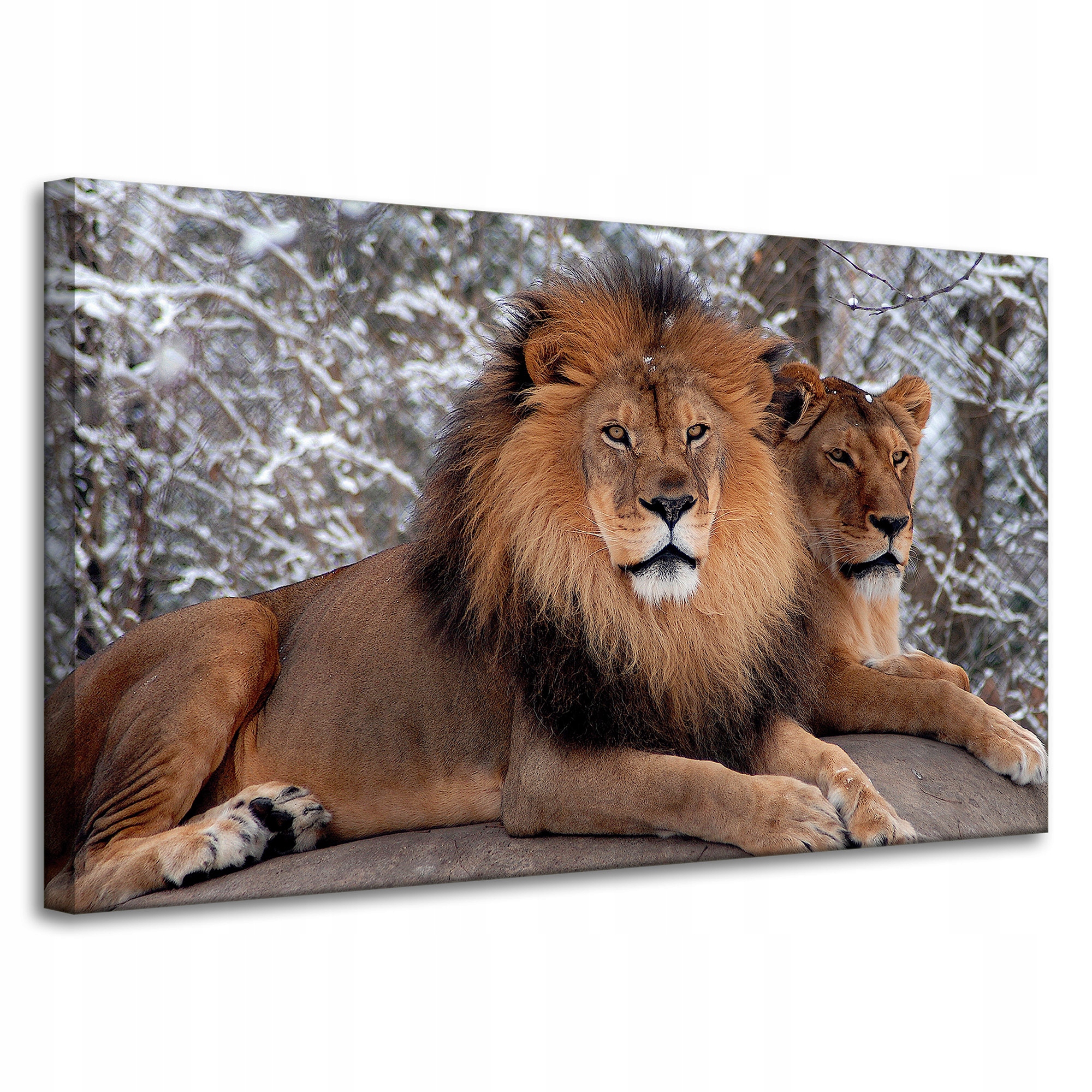 Obraz na plátně Pár lvů ležících v přírodě 100x60 cm Ideální jako dárek