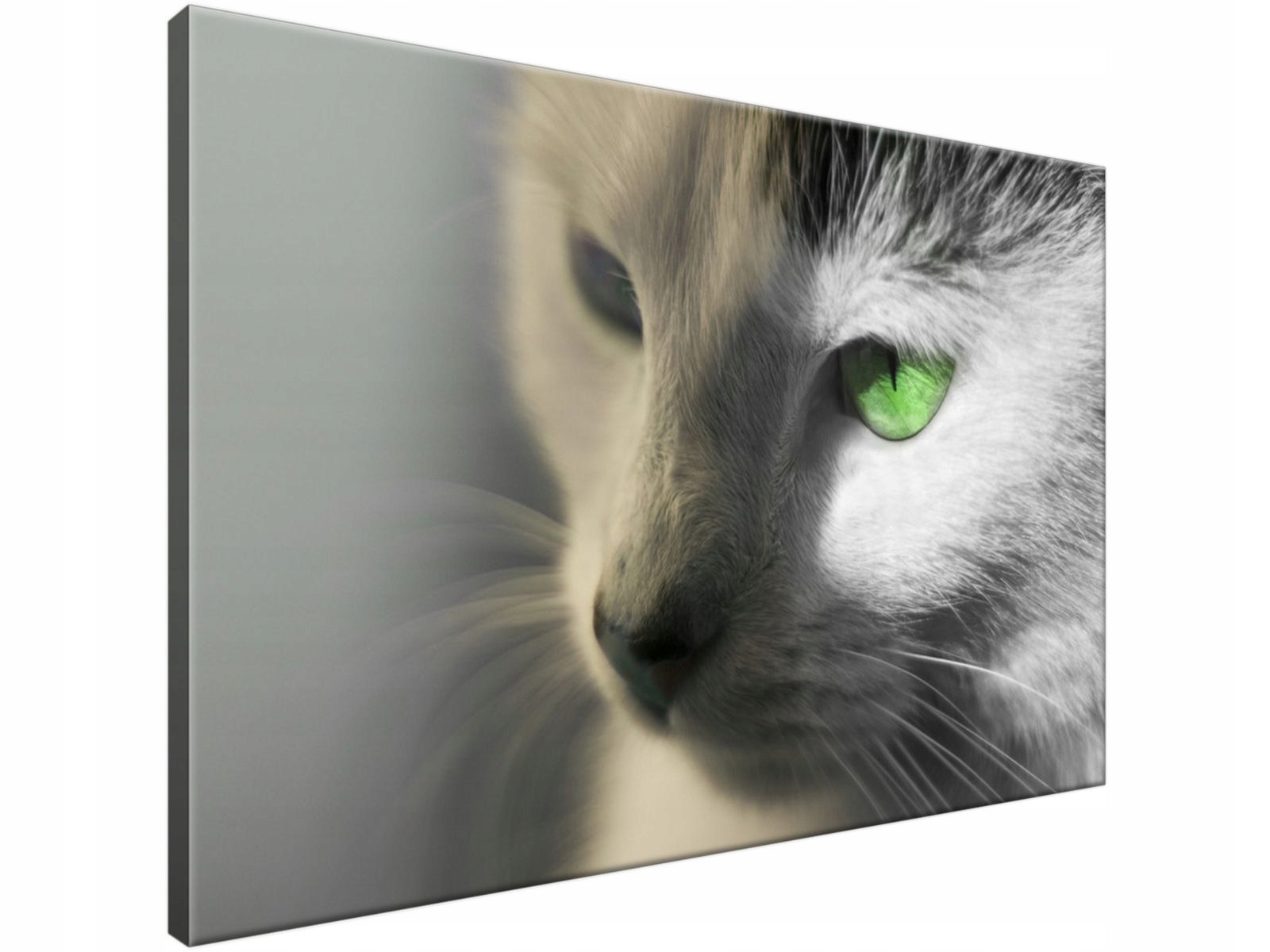 

Obraz drukowany Zielonooki kocur 90x60 gratis