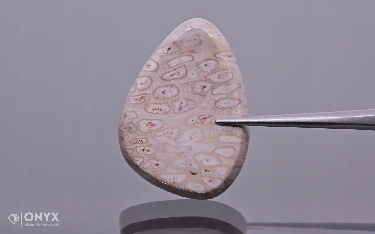 Zkamenělá palma konvexní nepravidelná dlažba 29,5x22 mm