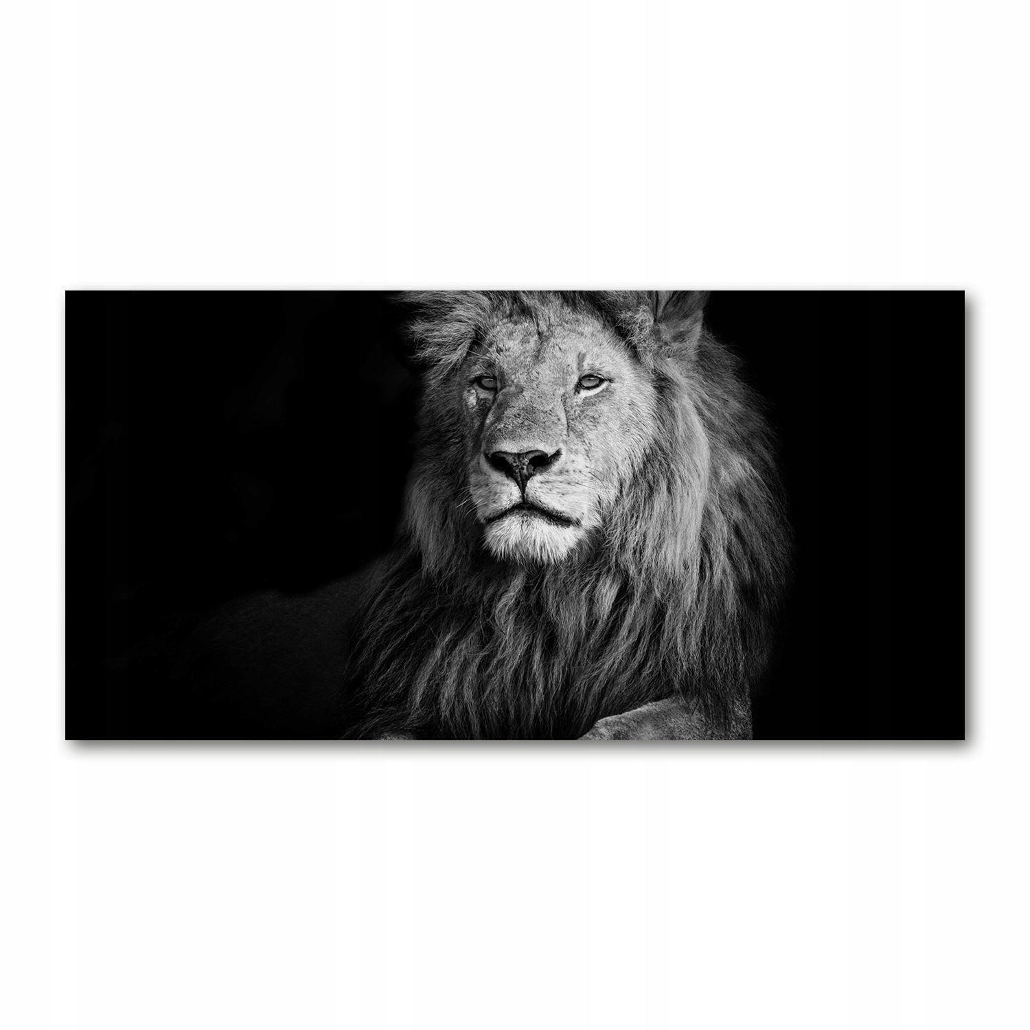 

Foto obraz na szkle akrylowym zdjęcie Lew 120X60cm