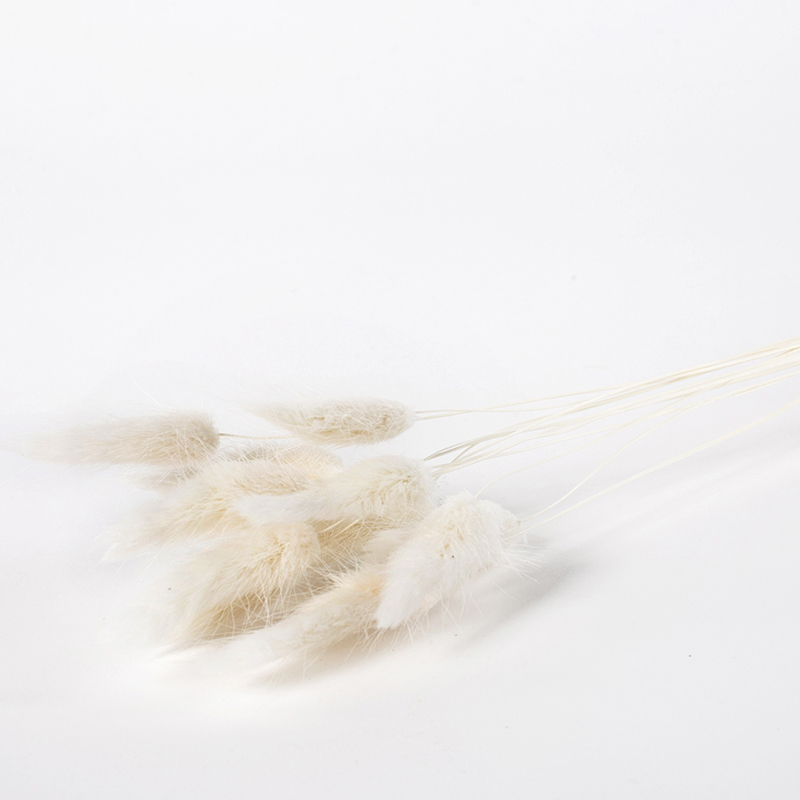 Dmuszek jajowaty - biały szuszone trawy kwiaty