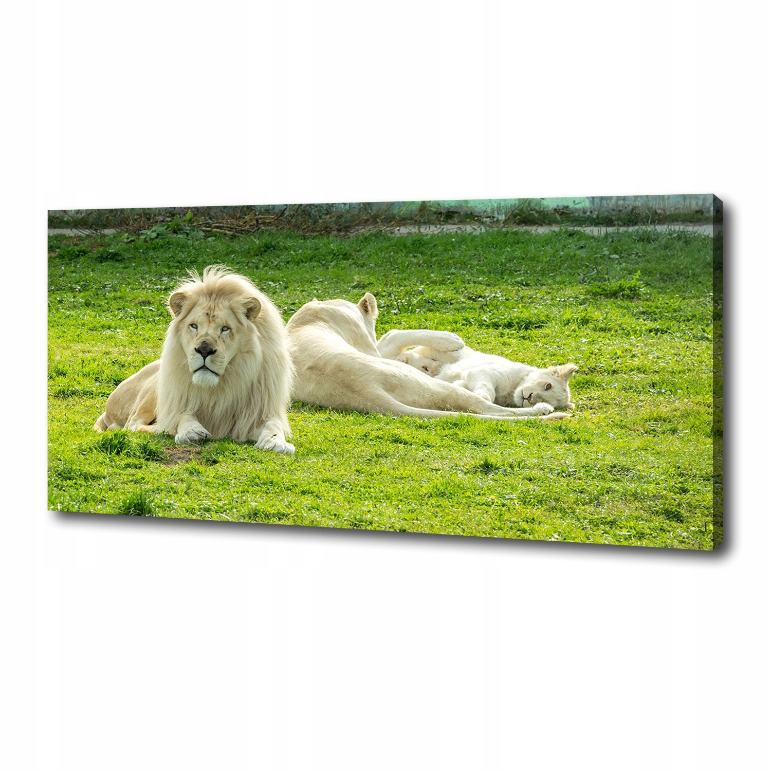 

Foto obraz canvas na ścianę Beżowe lwy 125x50 cm