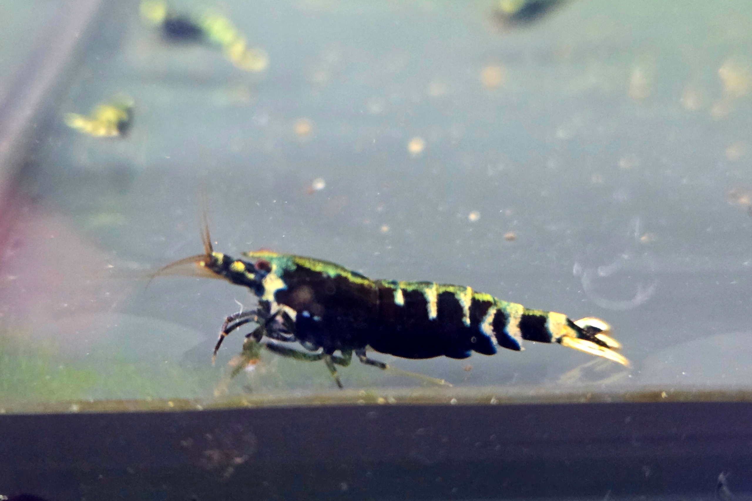 Krewetka caridina Nanasi Black