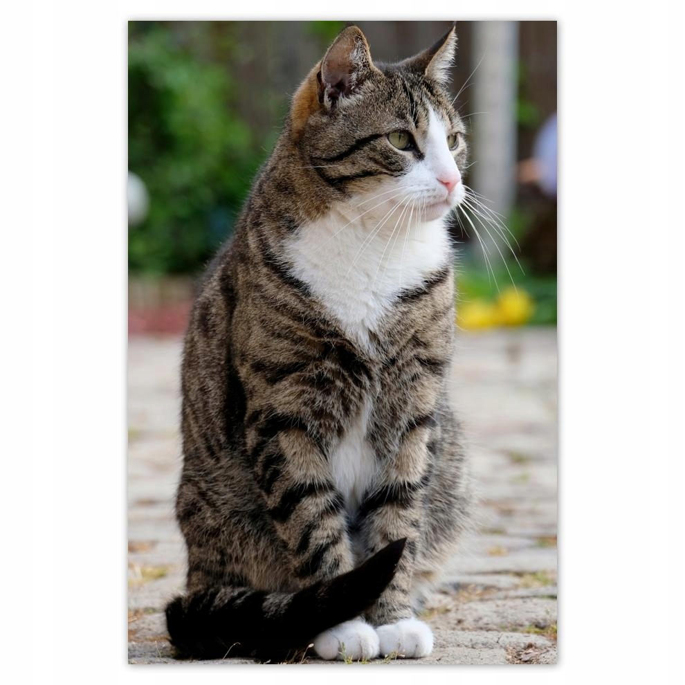 

Plakat 62x93 Kotek Kotki Koty Kicia