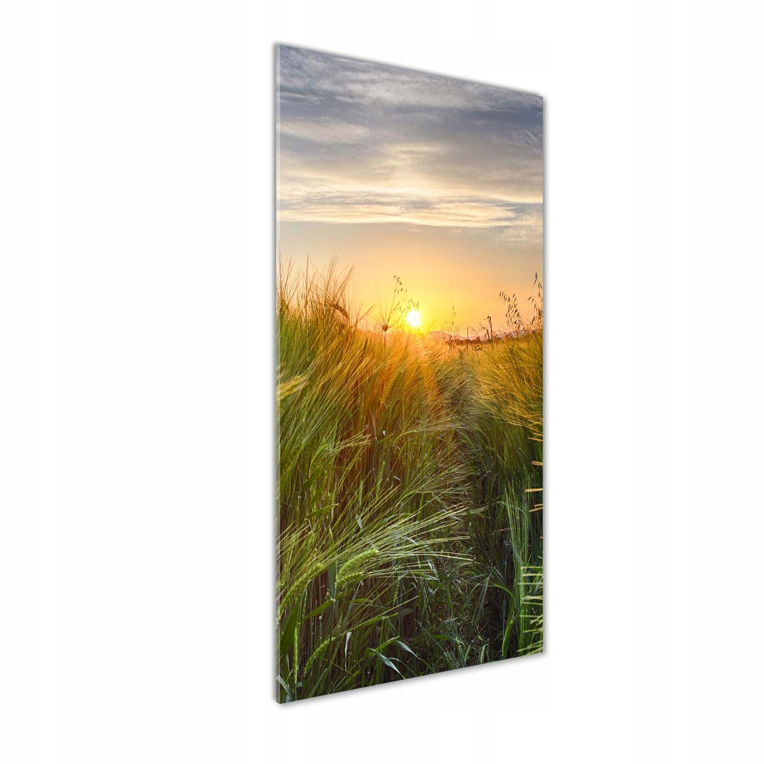 

Foto obraz szkło hartowane Pole pszenicy 50x125 cm