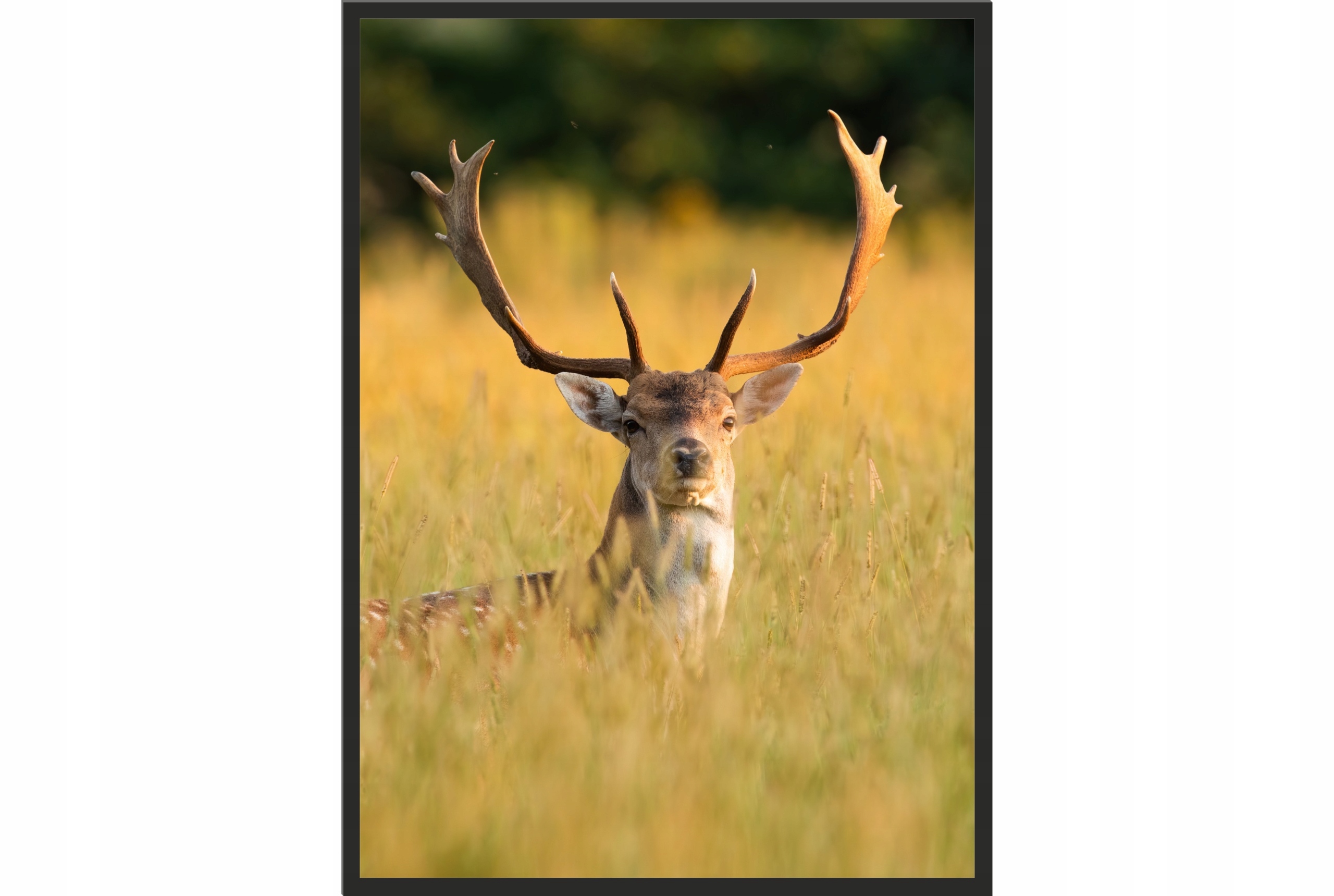 

Obraz plakat 40x30 jeleń zwierzę poster do salonu