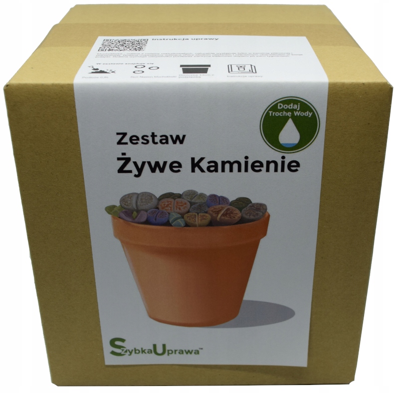 

wzorowy na Dzień Taty Żywe Kamienie 03