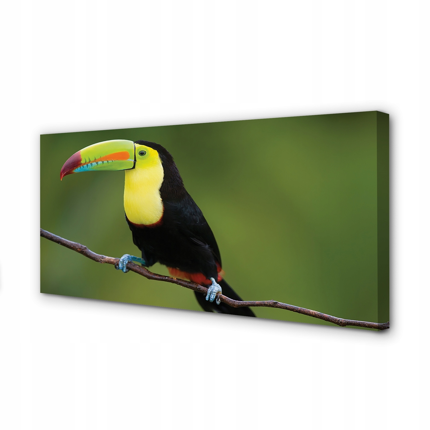 Obraz na plátně Barevný papoušek na větvi 120x60