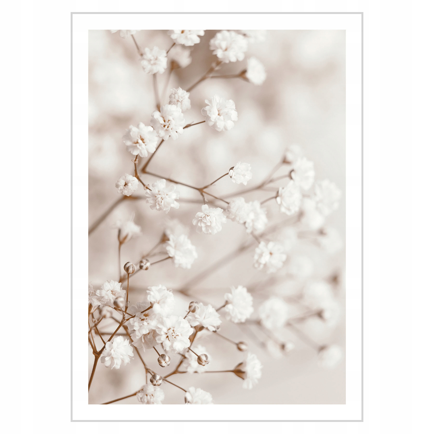 

Plakat 50x70 Kwiaty ecru