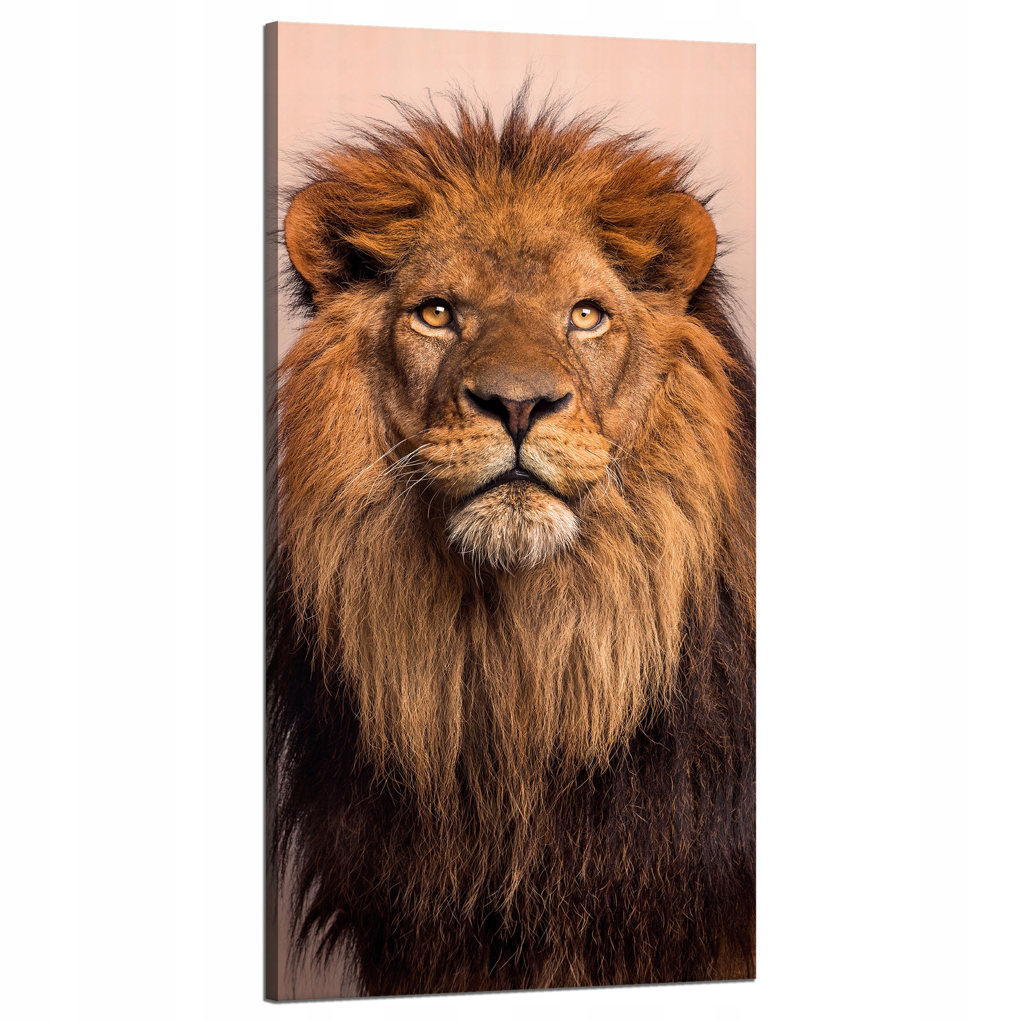 Obraz na plátně Tvář lva Krása Hříva Vlasy 60x120 cm