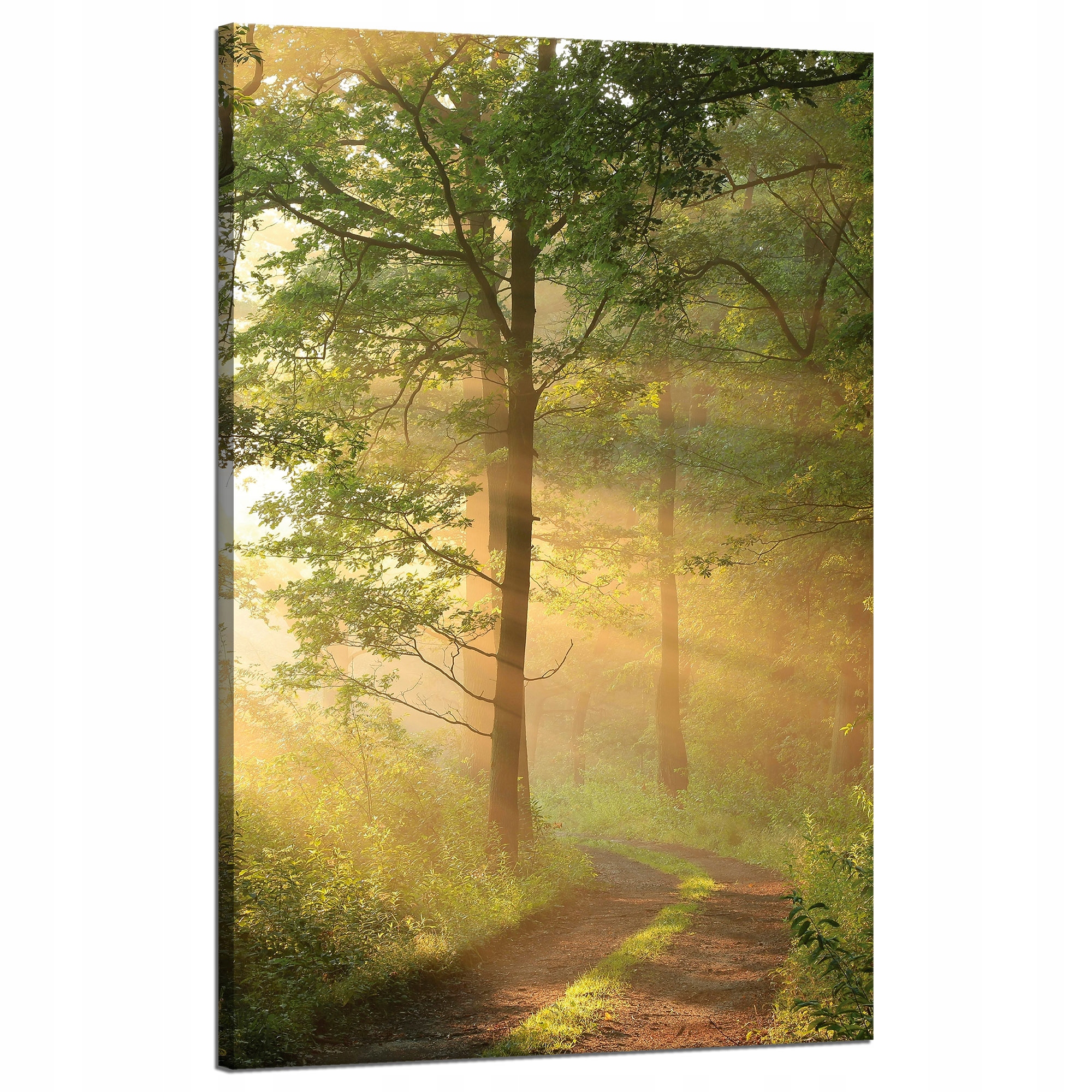 Obraz na plátně Světlo Slunce Les Stezka Příroda 50x80 cm