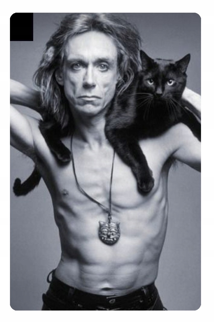 

Magnes na lodówkę Iggy Pop i kot
