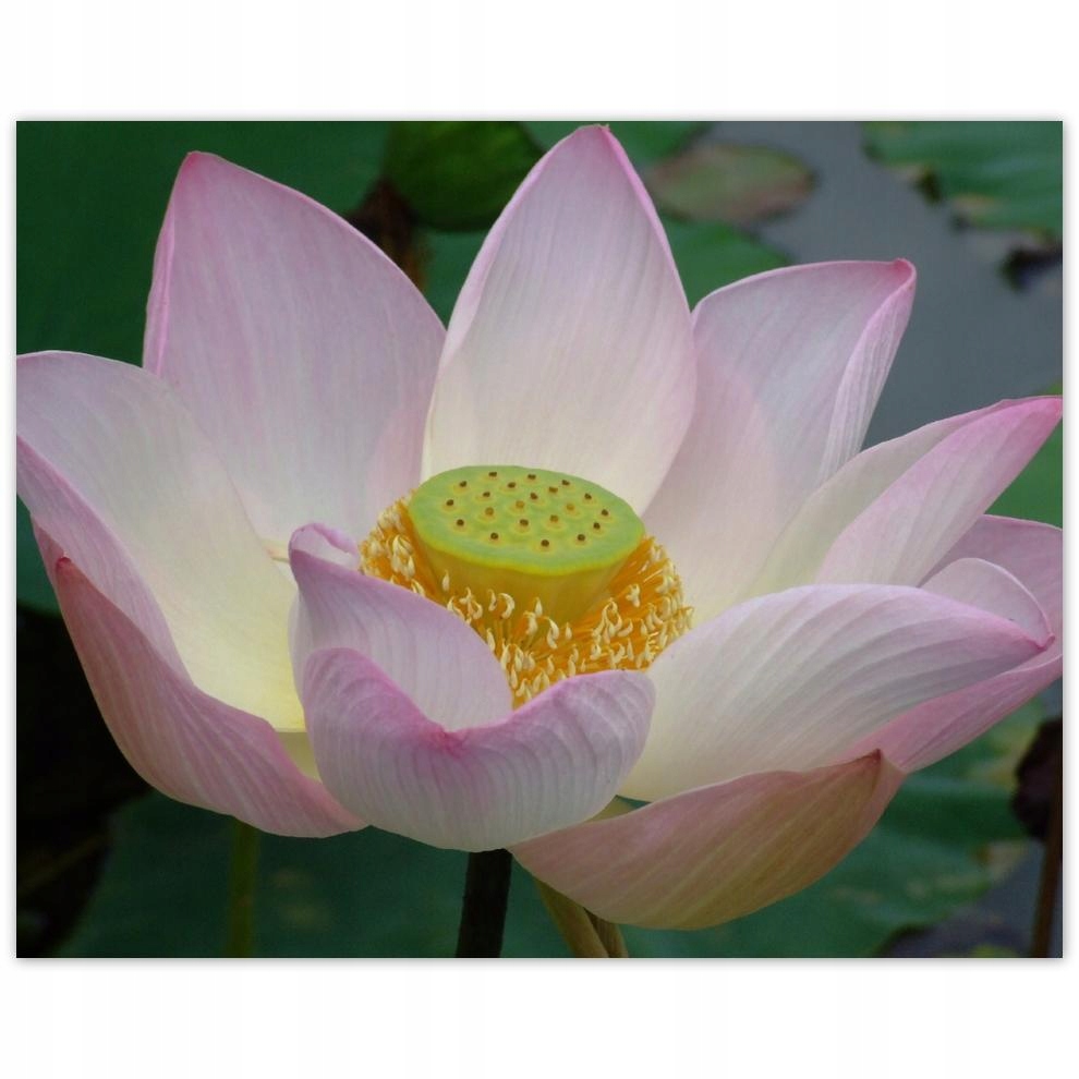 

Plakat 50x40 Lotos Kwiat lotosu