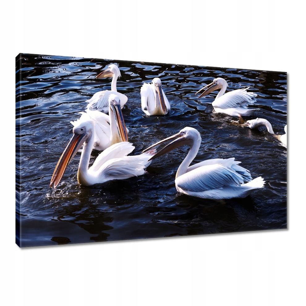 

Obrazy 90x60 Wodne ptaki